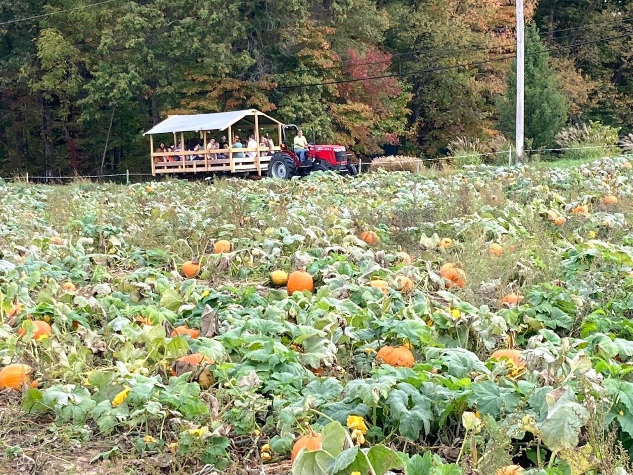 hayride showing field