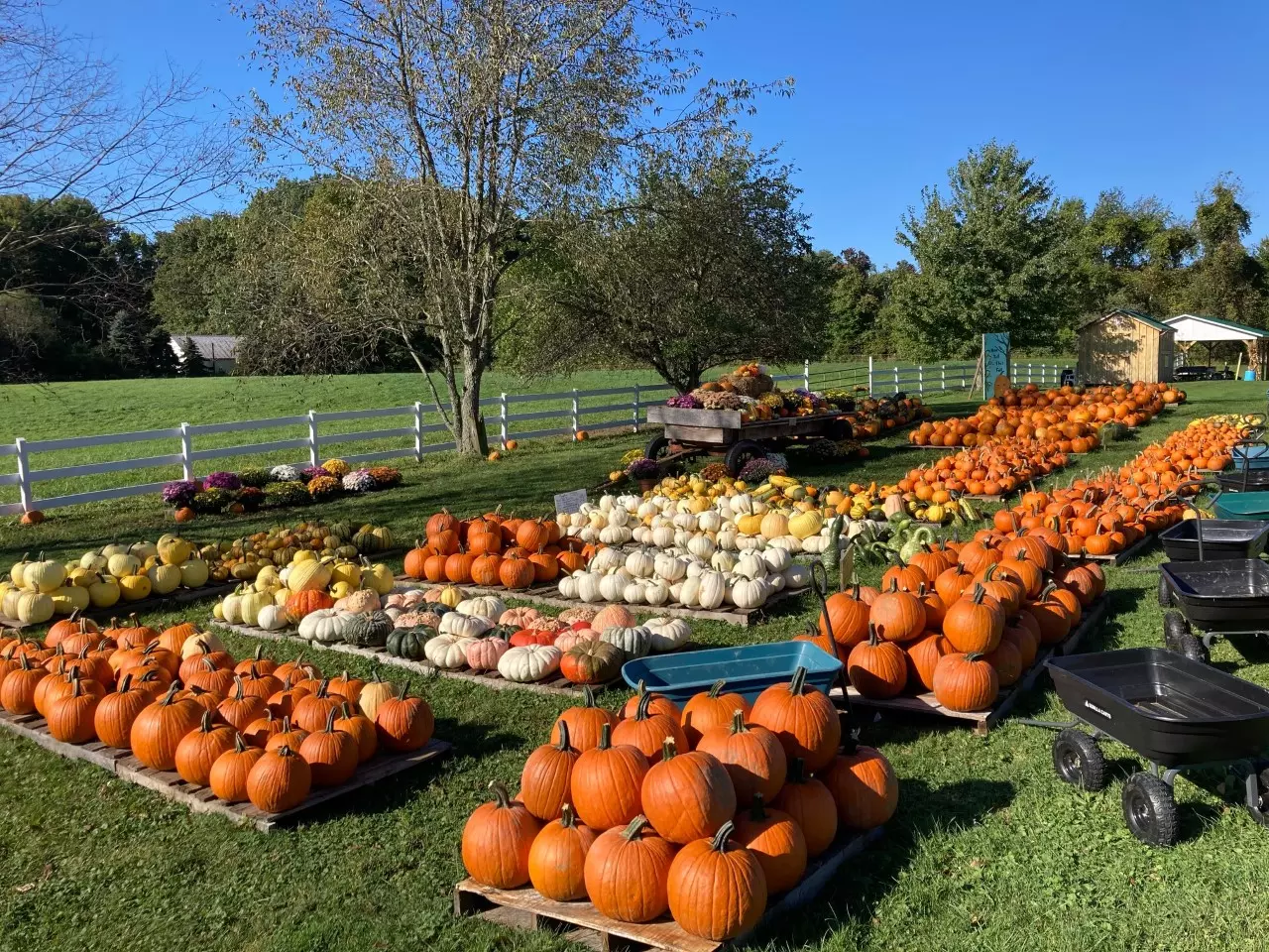 pumpkin yard good
