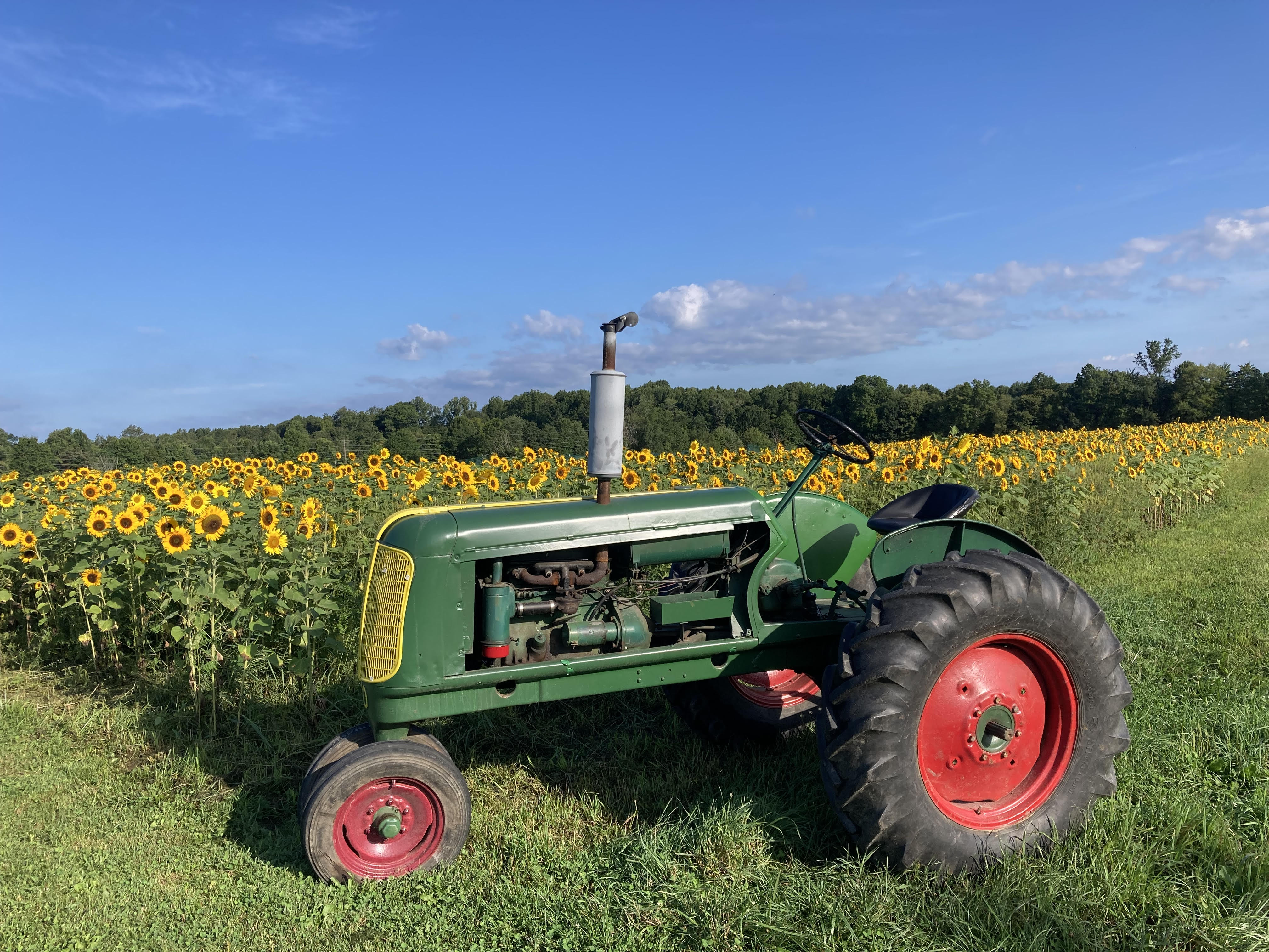oliver tractor sunflowers